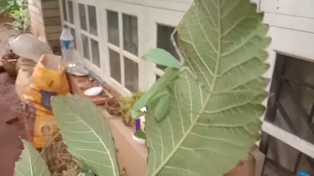 Grasshopper with a triangular head and a leaf like tail. смотреть онлайн