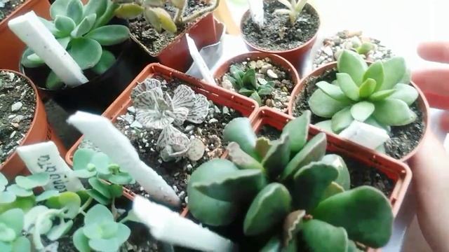 Влог. Много новостей) Новинки в коллекции. #succulents #суккуленты #эхеверия  #хавортия #echeveria