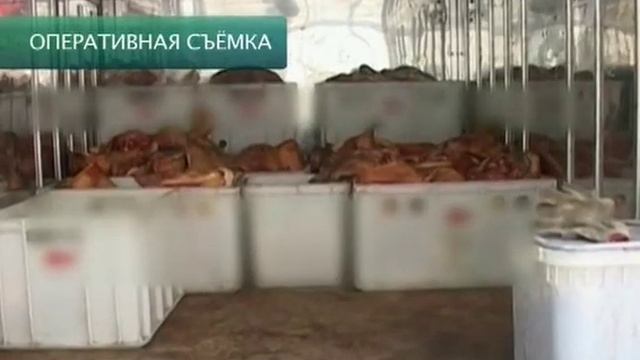 Среда обитания. Не мясом единым