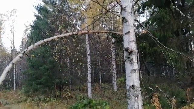 Обнаружил петлю на лося #уральскаятайга #урал #охота #пермскийкрай #браконьеры #лось #петлиналос смотреть онлайн