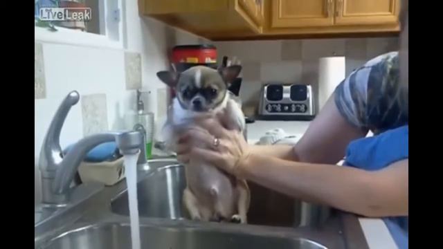 Собака ржачно плывет под шум воды смотреть онлайн