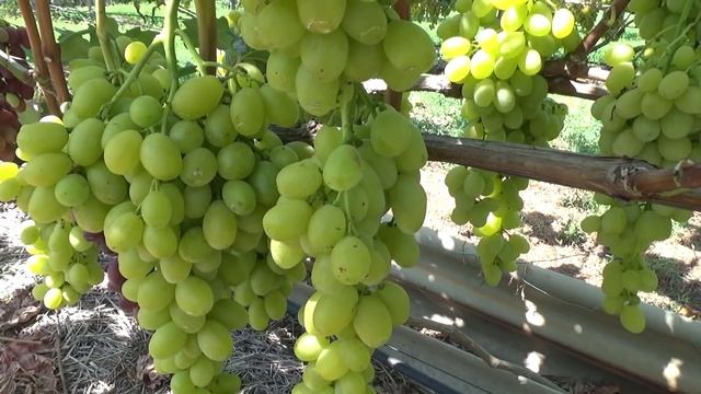 Виноград Низина, Валентина. смотреть онлайн