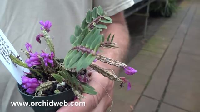 OrchidWeb - Dendrobium dichaeoides смотреть онлайн