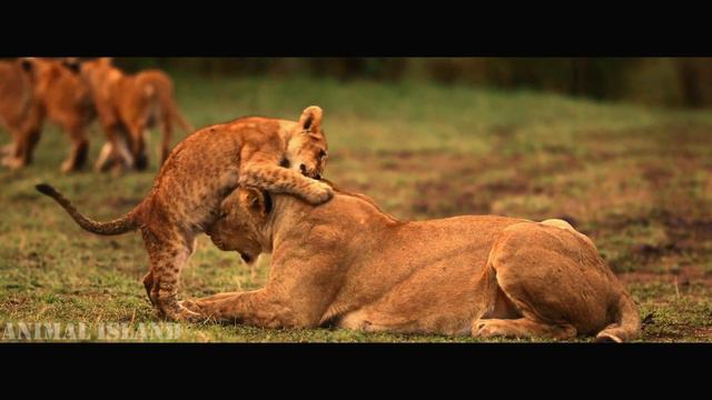 Wild Animals 4K - Wonderful Wildlife Movie With Upbeat & Inspiring Music - Animal Island