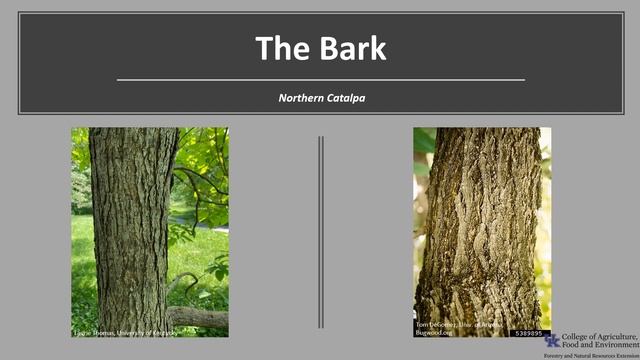 Tree of the Week: Northern Catalpa смотреть онлайн
