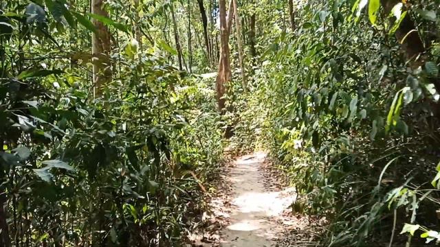 Джунгли на Пенанге, раньше они покрывали весь остров, сейчас их остатки строго охраняются, но гулят смотреть онлайн