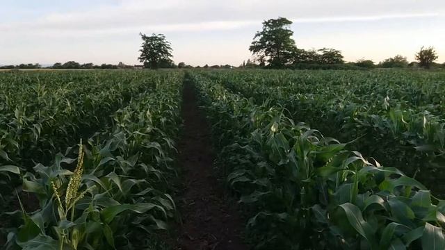 кукуруза Ноа стартанула! смотреть онлайн