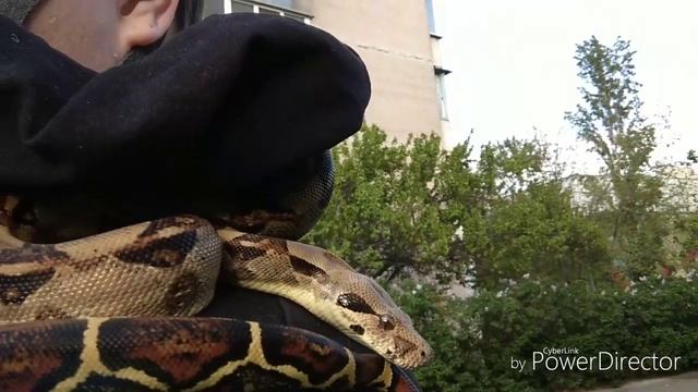 Прогулка со змеёй во время карантина. смотреть онлайн