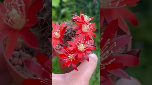 Rebutia Fulviseta cactus plant flowers смотреть онлайн