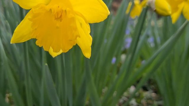 Хионодокса Люцилии (Scilla Luciliae) на дачном участке в Германии. Дачный участок в Германии весной