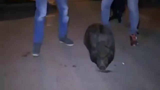 КАБАН в городе Казань. Его поймали, арестовали - велели паспорт показать. А паспорт нету.... смотреть онлайн