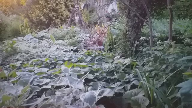 ТЕНЕВЫНОСЛИВЫЕ МНОГОЛЕТНИКИ Приёмы украшения теневых участков сада смотреть онлайн