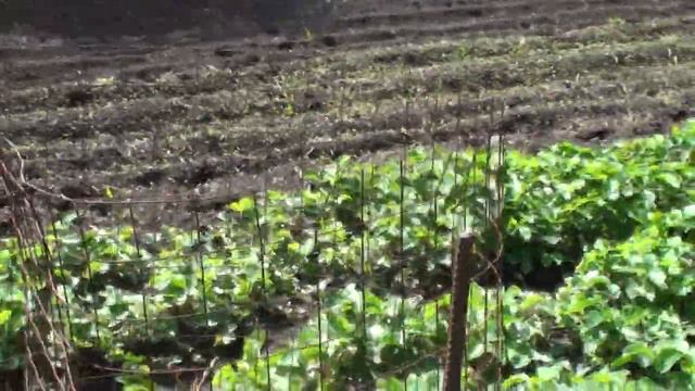 Шок ! Высаживала томаты 3 дня ! смотреть онлайн