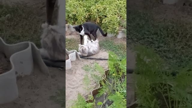 и мир нас не берет. смотреть онлайн
