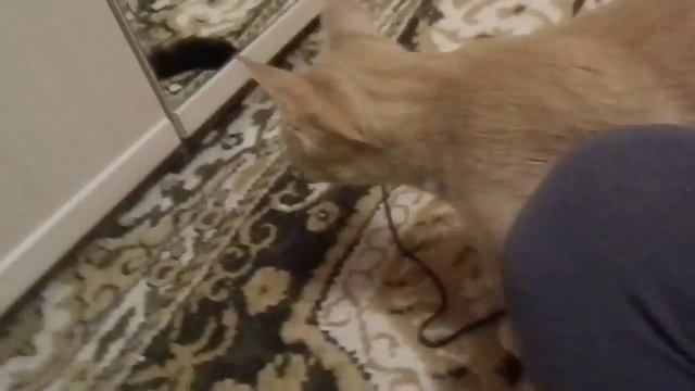 Ласковый рыжий зверь смотреть онлайн