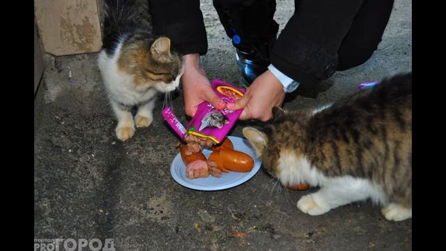Кошка беспородная смотреть онлайн