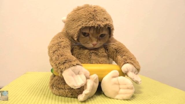 Новогодний костюм кота в обезьяне смотреть онлайн