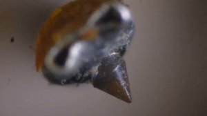 Головки звукоснимателя ГЗМ под микроскопом