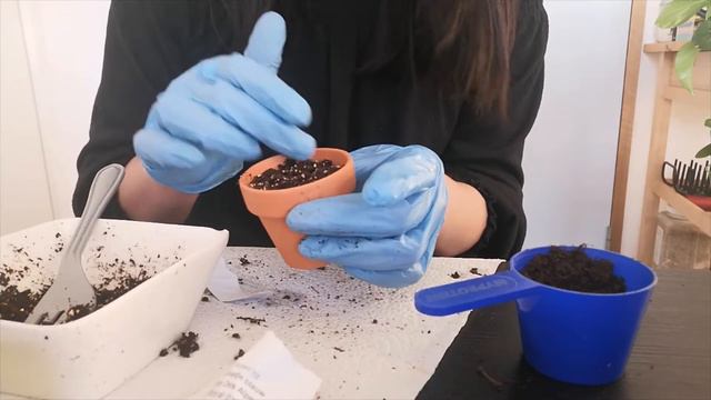 Germinando Semillas En Primavera.  Flores Y Bulbos De Trevol De Cuatro Hojas /Desde Cero