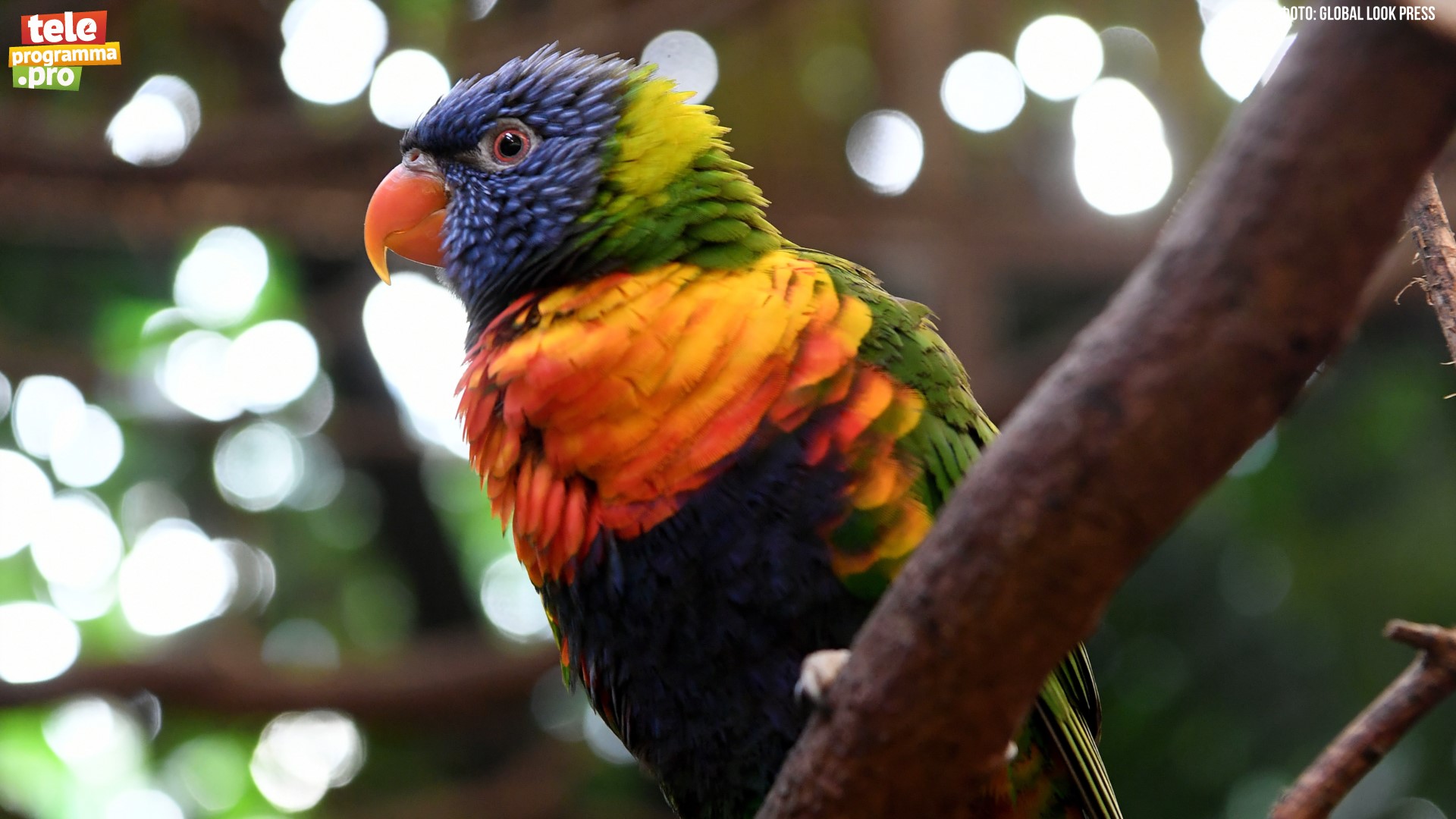 Лори - чудо попугай смотреть онлайн