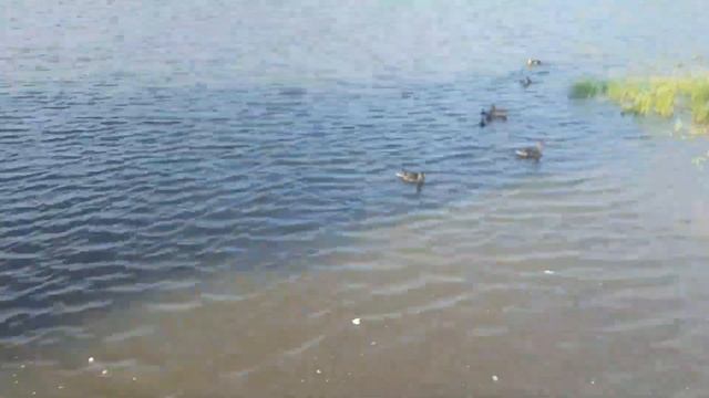 Волк напугал нас и уток на озере. влог.кормим уточек на таинственом озере. маленькие утята. смотреть онлайн