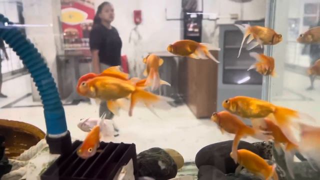 MARY LEH TE-A te nen Te-a Aquarium sangha tur kan lei | FAMILY OUTING | Zaia hriatrengna tur thil смотреть онлайн