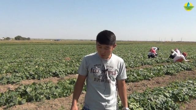 ХЕЛЕН F1 - ИДЕАЛЬНЫЙ ОГУРЕЦ ДЛЯ РАННИХ ПОСАДОК (06-09-2018) смотреть онлайн