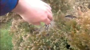 Обрезка туи.  Зачем обрезать туи.