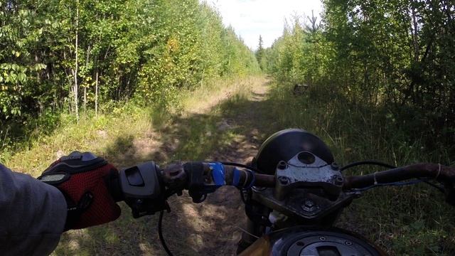 Рейсер тигр.