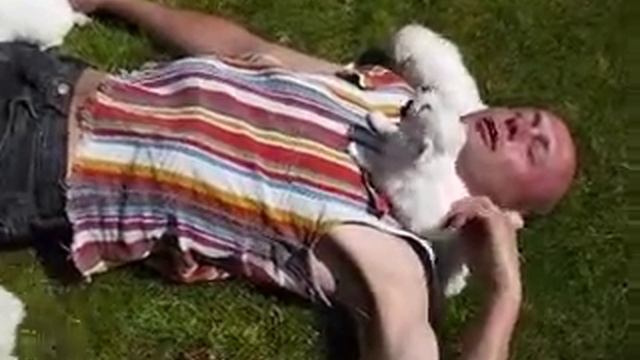 Volpino Italiano litter 2008 смотреть онлайн