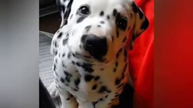 Цуценя долматинець. смотреть онлайн