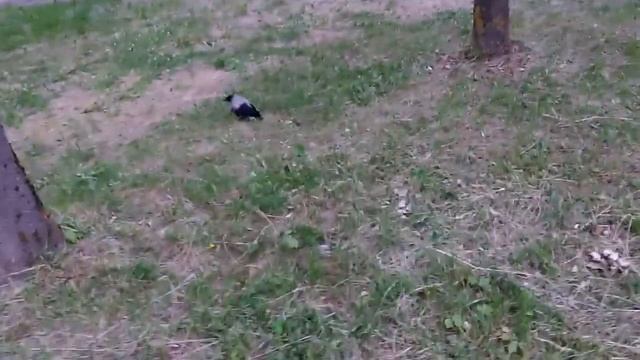 Ворона НЕ МОЖЕТ ЛЕТАТЬ, слеток на земле, птицы защищают смотреть онлайн