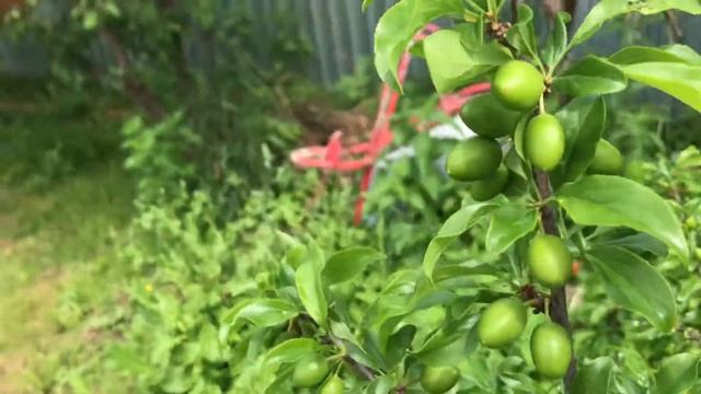 Алыча кубанская комета . Завязь хорошая , после обработок и опрыскиваний. смотреть онлайн