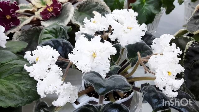 Очень красивые фиалки с названием сорта из моей коллекции! смотреть онлайн