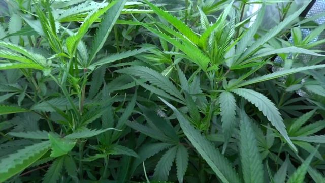 SKYWALKER: 4 Plant SCROG under the Mars Hydro TS 3000 (Week 2 Flower) смотреть онлайн