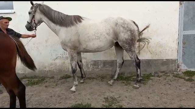 ПРОДАНА: кобыла КАЛЬКУТТА 2011 г.р. чистокровная верховая порода. ЦЕНА +79883400208 WhatsApp смотреть онлайн