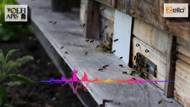 #Рахматулин Д.К. Французская система пчеловождения