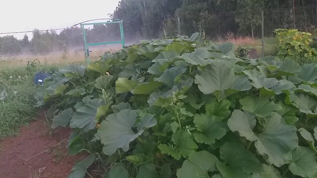 Счастье-это очень просто!!!!А торговля- прибыльно!!!😇😇😇 смотреть онлайн