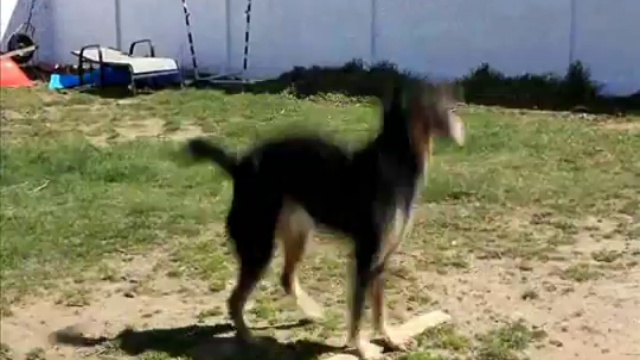 Собака-скакака смотреть онлайн