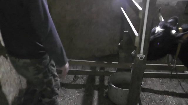 Стойло для коровы, выявление охоты смотреть онлайн