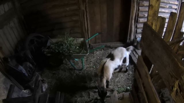 Жизнь в глубинке. Убираем морковь. Варим Сливуху. Деревенские будни смотреть онлайн