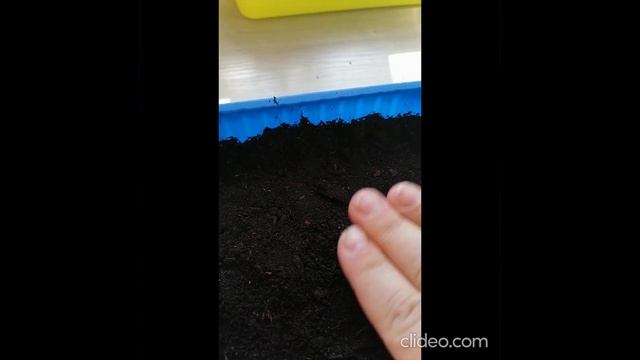 Выращивание картофеля из семян от посева до всходов. смотреть онлайн
