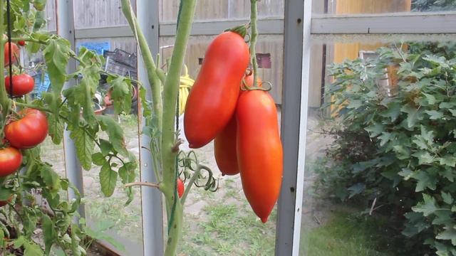 Сорт - "САН-МАРЦАНО". Томаты от Фёдора. смотреть онлайн