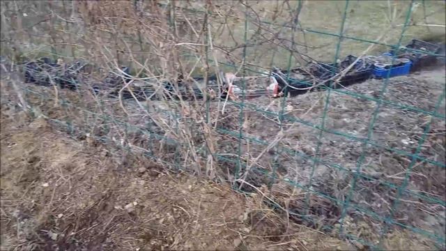 Клематисы весной. Княжики проснулись! Внешний вид лианы на 1 мая. смотреть онлайн