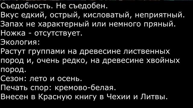 Пилолистничек медвежий Lentinellus ursinus Описание Видео определитель Свойства смотреть онлайн