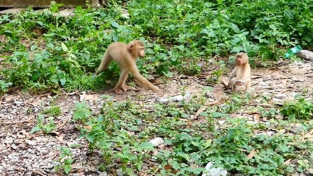 Lucy is playing alone so cute смотреть онлайн