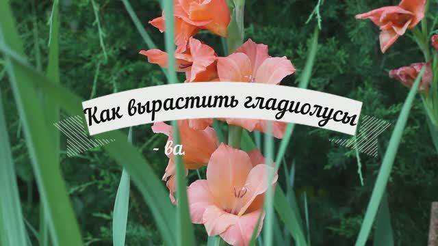 Выращиваю гладиолусы, лайфхаки смотреть онлайн