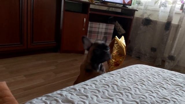 Как отучить щенка от кровати??? | Frank - French Bulldog смотреть онлайн