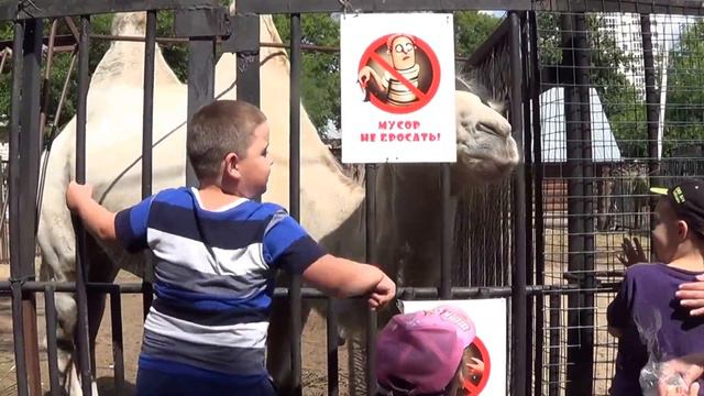 Верблюд в зоопарке смотреть онлайн