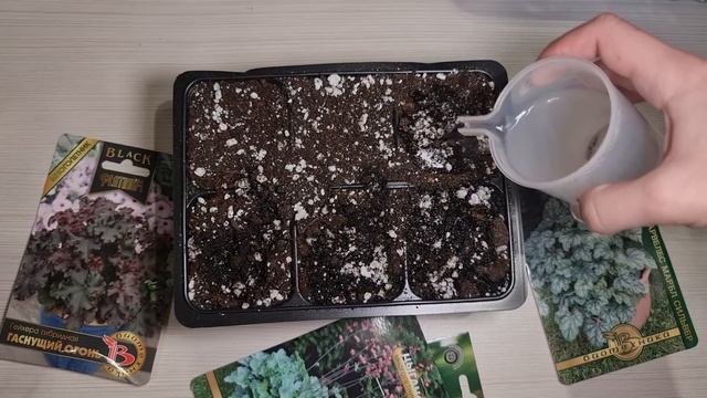 ЗАТМИТ ХОСТУ! Неприхотливый МНОГОЛЕТНИК для СОЛНЦА И ТЕНИ! Выращиваем ИЗ СЕМЯН! смотреть онлайн